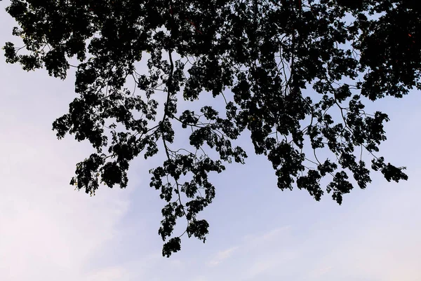 Céu com silhueta de dossel de folha de árvore — Fotografia de Stock