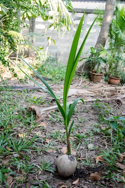 Crecimiento vegetal a partir de la fruta de coco en el jardín —  Fotos de Stock