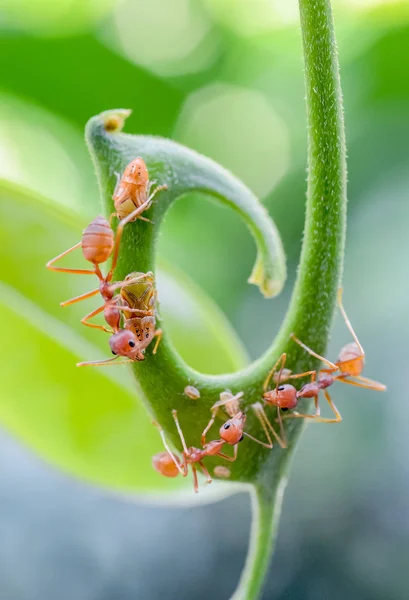 녹색 꽃에 빨간 개미 — 스톡 사진