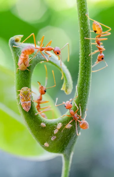 Hormigas rojas sobre flor verde — Foto de Stock