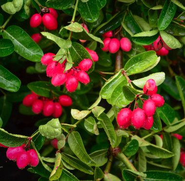 Carunda meyve ot Tayland