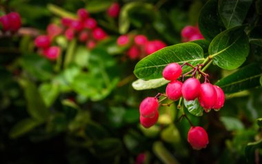 Carunda meyve ot Tayland