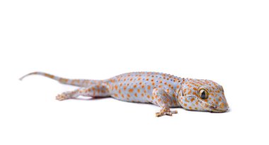 Gecko beyaz arkaplanda izole edildi