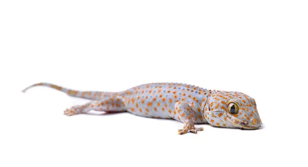 Gecko aislado sobre fondo blanco — Foto de Stock