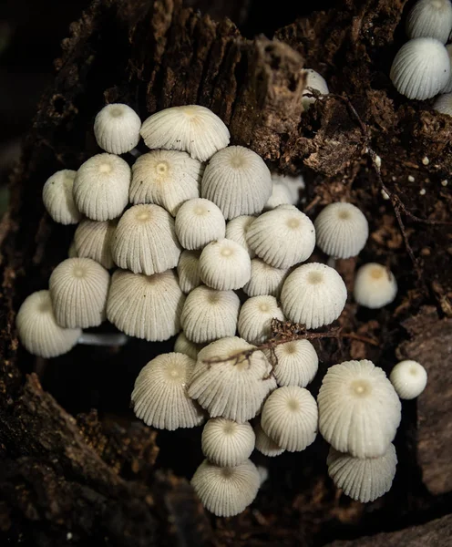 Piccolo fungo bianco in palma morta, Macro shot — Foto Stock