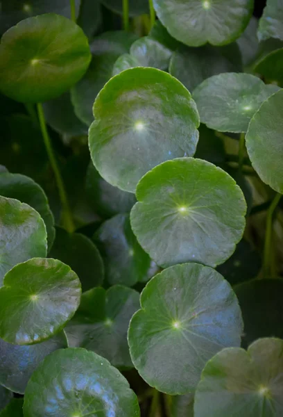 (centella asiatica) — Stock Fotó