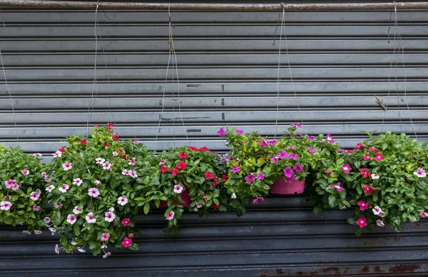 Flower pot hanging — Stock Photo, Image