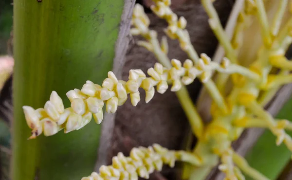 Flor de coco na árvore — Fotografia de Stock