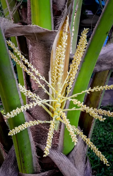 Flor de coco na árvore — Fotografia de Stock