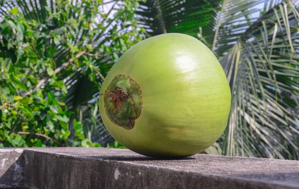 Coco verde Fruta — Foto de Stock