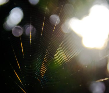 Örümcek ağı ile Bokeh ışık