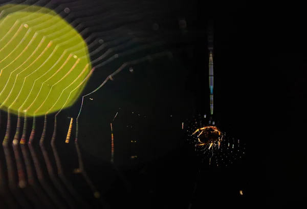 Spinne am Spinnennetz mit Lichtschein — Stockfoto