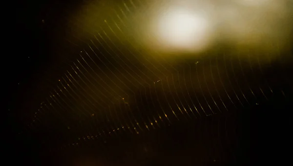 Bokeh Licht mit Spinnennetz — Stockfoto
