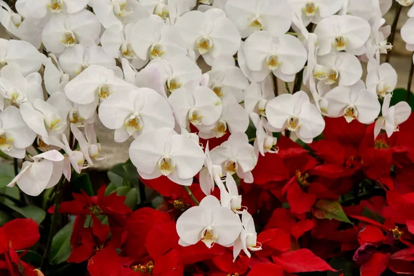 Beyaz orkide süslemeleri — Stok fotoğraf
