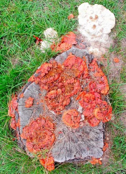 Orange mushrooms at pine stump — Stock Photo, Image