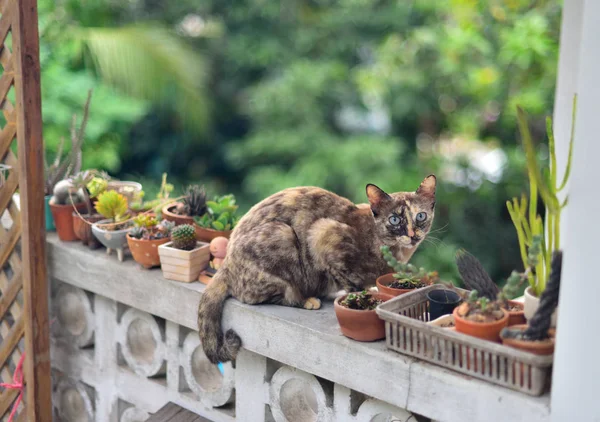 Sevimli kedi duvarda kaktüs bahçesi yanında oturmak — Stok fotoğraf