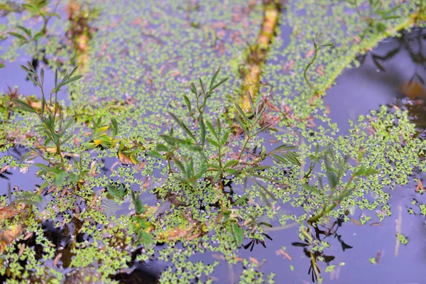 Water minis with reflection at pool — Stock Photo, Image