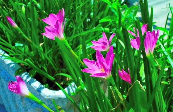 屋外でピンクの雨ユリの花、咲く花 — ストック写真