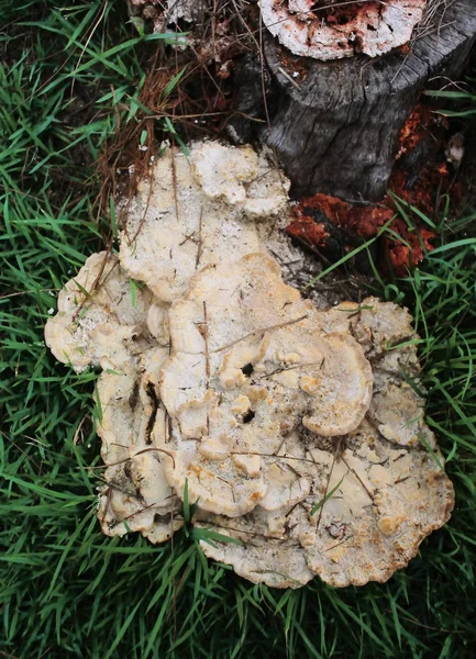 White mushroom on green meadow — Stock Photo, Image