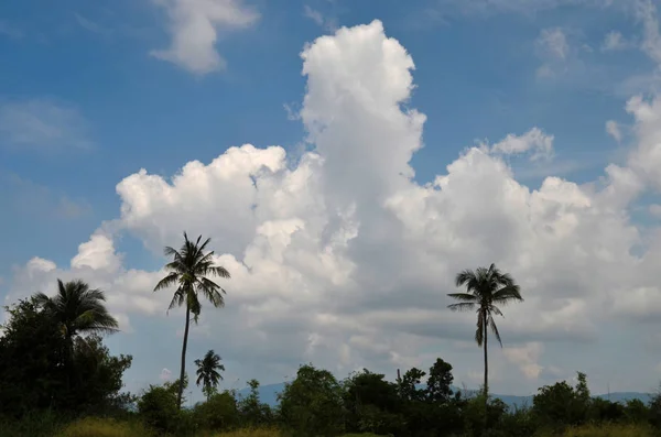 Silhouet van kokosnoot boom met wolken in blauwe hemel achtergrond — Stockfoto