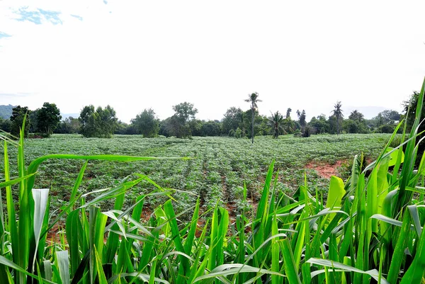 Fazenda de mandioca com grama alta primeiro plano — Fotografia de Stock