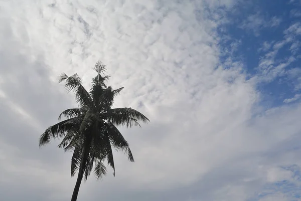 푸른 하늘 배경에 구름 코코넛 나무의 실루엣 — 스톡 사진