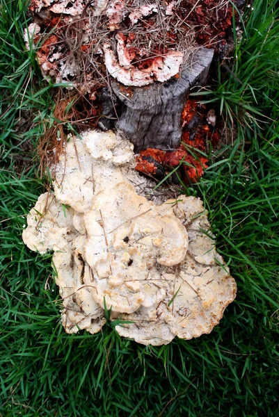 绿色草地上的白色蘑菇 — 图库照片