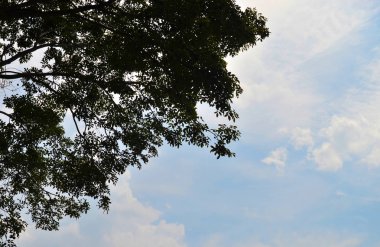 Bulutlar ve gökyüzü arka plan ile ağaç gövde silueti