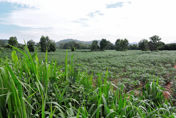 Granja de mandioca con césped alto en primer plano — Foto de Stock