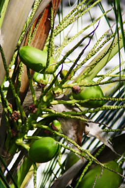 Genç yeşil Hindistan cevizi ağacı