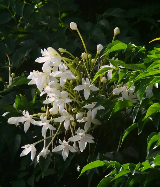 Flor de alcornoque indio —  Fotos de Stock