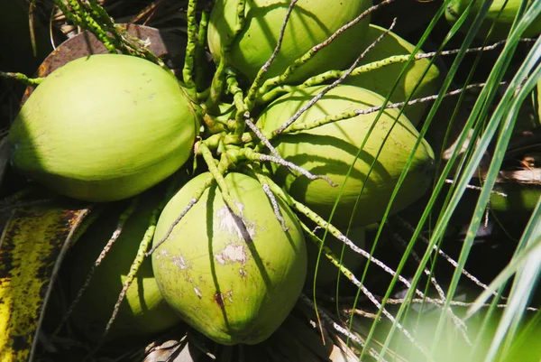 Grön kokosnöt på träd, färsk frukt — Stockfoto