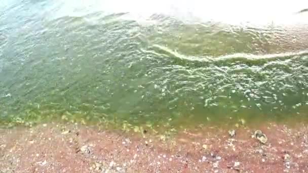 浮游生物在海上绽放， 钦武里， 泰国 — 图库视频影像