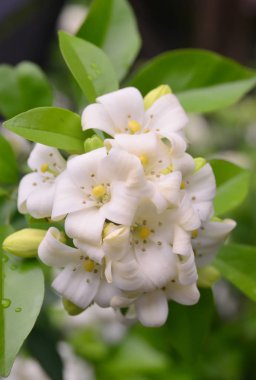 Ağaçta açan portakal çiçeği.