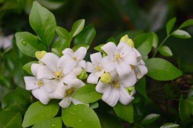 Ağaçta açan portakal çiçeği.