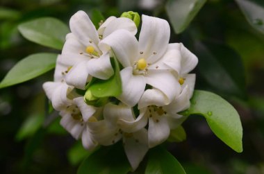 Ağaçta açan portakal çiçeği.