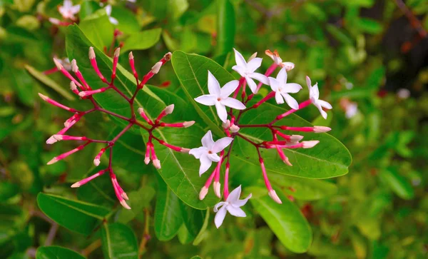 Flower of Karanda blossom, Carissa carandas L. — Stock Photo, Image