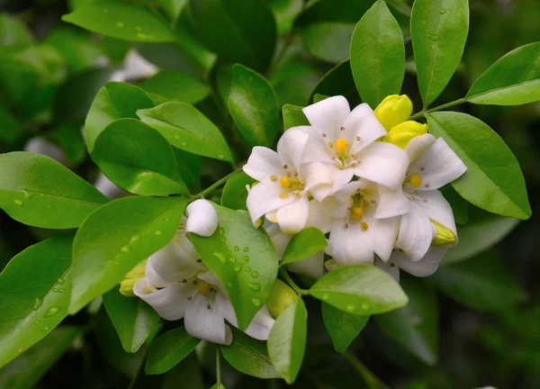 Flor de jessamina laranja na árvore (Murraya paniculata ) — Fotografia de Stock