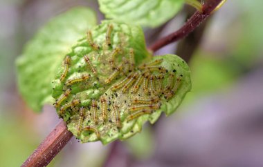 Nane yaprağı üzerinde bir grup genç solucan, yakın çekim.