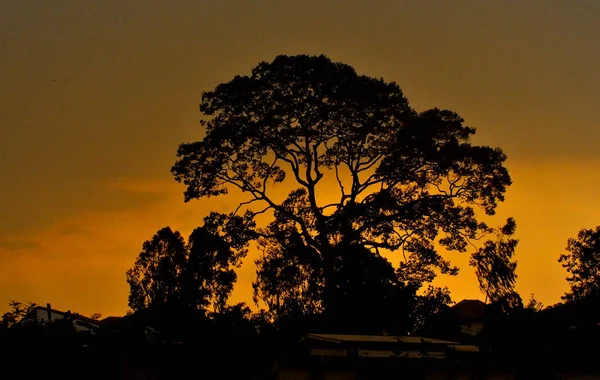 Silueta de gran árbol con cielo al atardecer —  Fotos de Stock