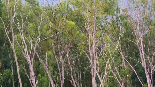 Oiseau sauvage sur l'arbre dans la forêt — Video