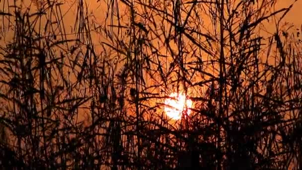 20191011CX-Sunset with tree silhouette-02 — Stock Video