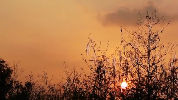 20191011CX-Sunset с силуэтом дерева-04 — стоковое видео
