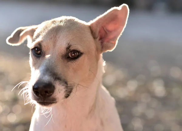 Retrato de perro con retroiluminación, Mirando a la cámara — Foto de Stock