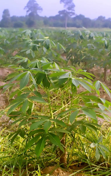 Cassava árbol de cerca, Agricultura en Tailandia —  Fotos de Stock