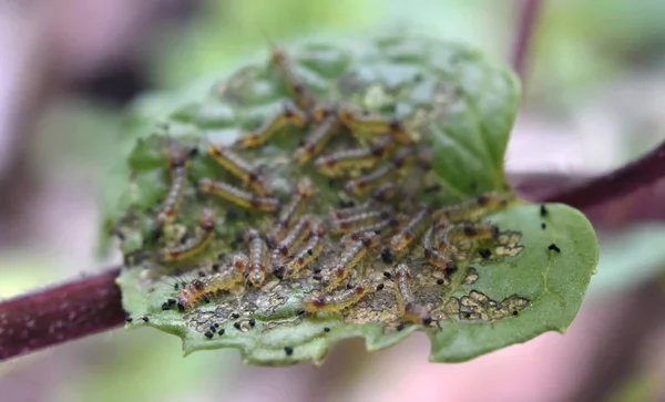 민트 잎 위에 앉아 있는 어린 벌레 떼, 가까이 서 찍은 사진 — 스톡 사진