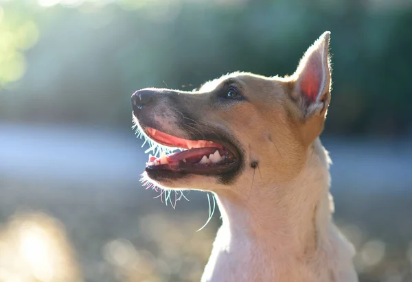 Ritratto di cane che guarda in alto alla luce — Foto Stock