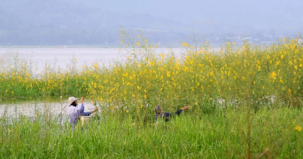 Des femmes non identifiées récoltent des fleurs de chanvre au lac — Photo