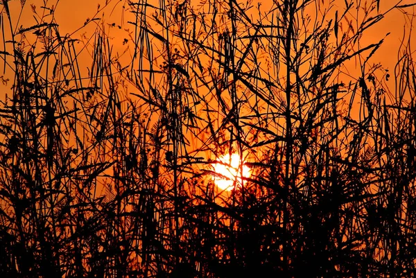 Günbatımı arkaplanlı bitkinin silueti — Stok fotoğraf