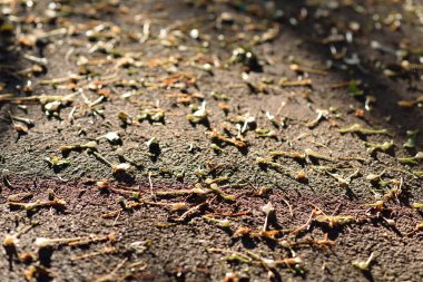 Yere düşen çiçekler Gölge ve ışıkla